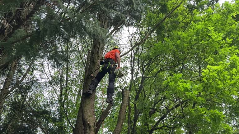 Trusted Darlington, WI Tree Care Services Experts