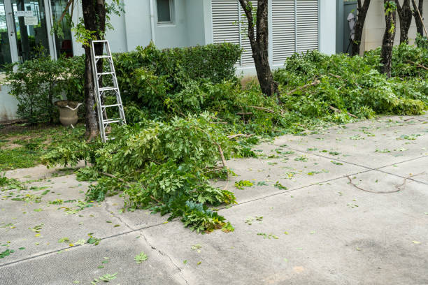 How Our Tree Care Process Works  in  Darlington, WI