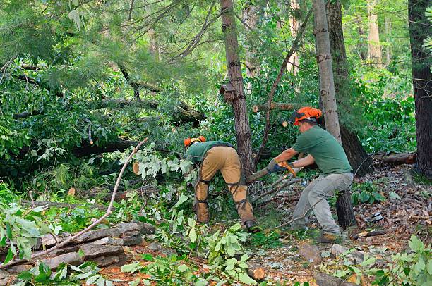 Best Tree Trimming and Pruning  in Darlington, WI